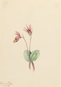 Calypso (Cytherea bulbosa) autorstwa Mary Vaux Walcott