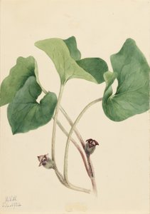 Dziki imbir kanadyjski (Asarum canadense) autorstwa Mary Vaux Walcott