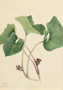 Kanada Wild Imbir Asarum canadense, 1920. autorstwa Mary Vaux Walcott