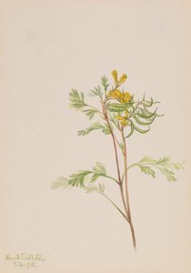 Capnoides aureum, 1918. autorstwa Mary Vaux Walcott