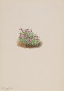 Dywan Różowy Silene acaulis, 1905. autorstwa Mary Vaux Walcott