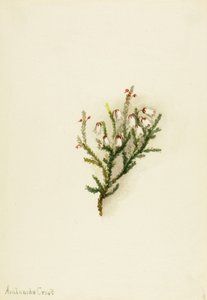 Cassiope Cassiope mertensiana, ca. 1900-1905. autorstwa Mary Vaux Walcott