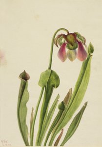 Catesby Pitcherplant Sarracenia catesaei, 1929. autorstwa Mary Vaux Walcott