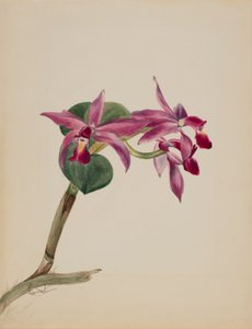 Cattlaya superbus autorstwa Mary Vaux Walcott