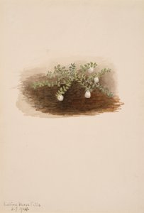 Chiogenes hispidula, 1904. autorstwa Mary Vaux Walcott