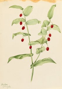 Streptopus amplexifolius (Streptopus amplexifolius) autorstwa Mary Vaux Walcott