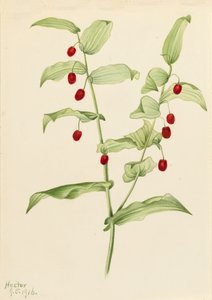 Streptopus amplexifolius skręcana łodyga, 1916. autorstwa Mary Vaux Walcott
