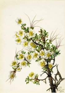 Cliffrose Cowania stansburiana, 1934. autorstwa Mary Vaux Walcott