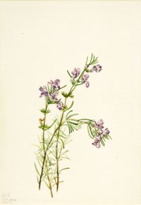 Conradina verticillata, 1934. autorstwa Mary Vaux Walcott
