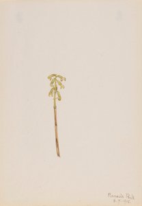 Corathorhiza corallorhiza autorstwa Mary Vaux Walcott