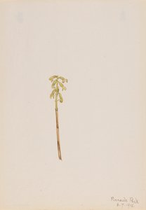 Corathorhiza corallorhiza, 1918. autorstwa Mary Vaux Walcott