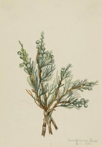 Jałowiec pnący Juniperus horizontalis, 1918. autorstwa Mary Vaux Walcott