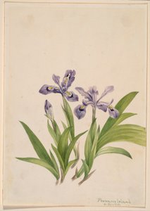Irys grzebieniasty (Iris cristata) autorstwa Mary Vaux Walcott