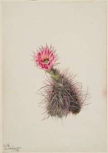 Kaktus ogórkowy, 1939. autorstwa Mary Vaux Walcott