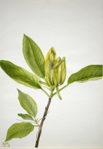 Drzewo ogórkowe (Magnolia scuminata) autorstwa Mary Vaux Walcott