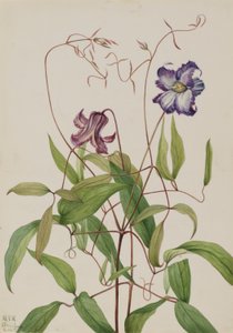 Powojnik kędzierzawy (Clematis crispa) autorstwa Mary Vaux Walcott