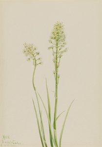 Rumianek śmierci (Zygadenus venenosus) autorstwa Mary Vaux Walcott