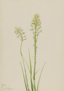 Kamery śmierci Zygadenus jadowity, 1923. autorstwa Mary Vaux Walcott