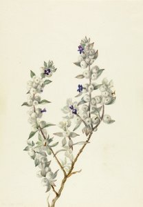 Szałwia z Doliny Śmierci (Salvia funerea) autorstwa Mary Vaux Walcott