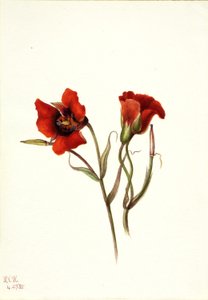 Mariposa pustynna (Calochortus kennedyi) autorstwa Mary Vaux Walcott