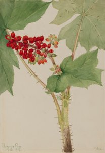 Devilsclub (Echinopanax horridum) autorstwa Mary Vaux Walcott