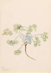 Pęcherznica podwójna (Physaria didymocarpa) autorstwa Mary Vaux Walcott