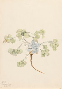 Physaria didymocarpa podwójnego pęcherza moczowego, 1920. autorstwa Mary Vaux Walcott