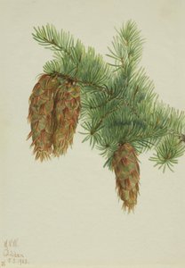 Daglezja zielona Pseudotsuga mucronata, 1923. autorstwa Mary Vaux Walcott