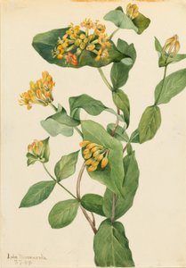 Wiciokrzew Douglasa (Lonicera glaucescens) autorstwa Mary Vaux Walcott