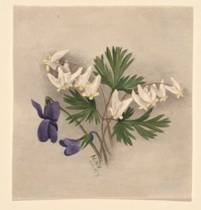 Bryczesy holenderskie (Bikukulla cucullaria) autorstwa Mary Vaux Walcott