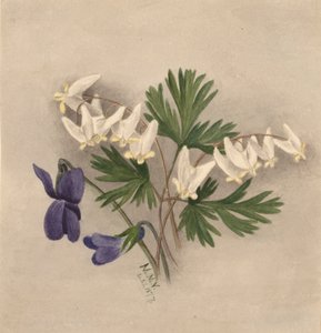 Bryczesy Holenderskie Bikullaria, autorstwa Mary Vaux Walcott