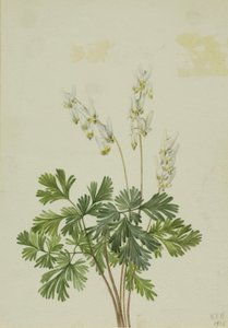 Breetches holenderski (Bikukulla cucullaria) autorstwa Mary Vaux Walcott