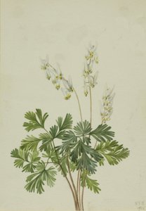 Bryczesy Holenderskie, autorstwa Mary Vaux Walcott