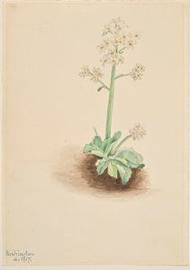 Skalnica wczesna (Saxifraga virginiensis) autorstwa Mary Vaux Walcott