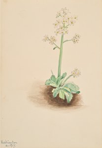 Wczesny Saxifrage Saxifraga virginiensis, 1917. autorstwa Mary Vaux Walcott