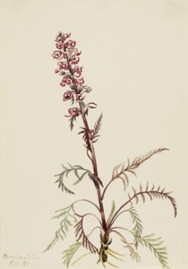 Głowa słonia (Pedicularis groenlandica)