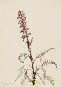 Elephanthead Pedicularis Greenlandica, 1916. autorstwa Mary Vaux Walcott