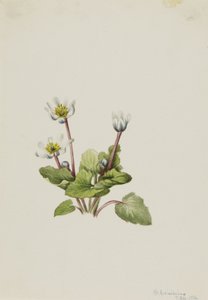 Elkslip Caltha leptosepala, 1916. autorstwa Mary Vaux Walcott