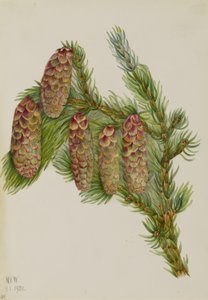 Świerk Engelmanna (Picea engelmanni) autorstwa Mary Vaux Walcott