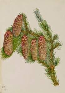 Świerk Engelmanna Picea engelmanni, 1920. autorstwa Mary Vaux Walcott