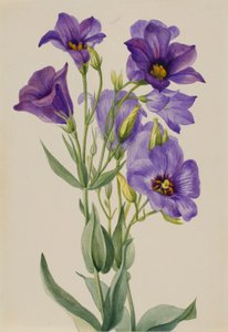 Eustoma russelianum autorstwa Mary Vaux Walcott