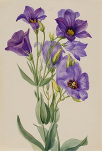 Eustoma russelianum, ca. początek lat 30. XX wieku. autorstwa Mary Vaux Walcott