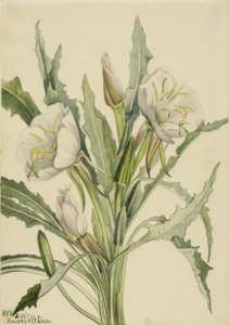 Wiesiołek (Pachyoplus hirsutus) autorstwa Mary Vaux Walcott