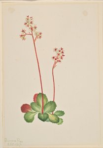 Skalnica zimozielona (Leptarrhena pyrolifolia) autorstwa Mary Vaux Walcott