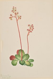 Skalnica zimozielona Leptarrhena pyrolifolia, 1917.