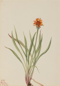 Fałszywy mniszek lekarski Agoseris aurantiaca, 1921. autorstwa Mary Vaux Walcott