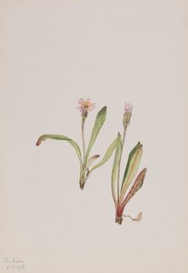 Fałszywy mniszek lekarski Agoseris carnea, 1918. autorstwa Mary Vaux Walcott