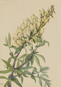 Fałszywa indygo Baptista bructeata, 1932. autorstwa Mary Vaux Walcott