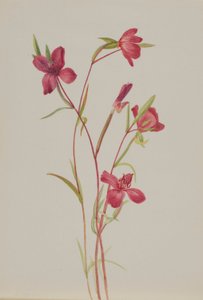Pożegnanie wiosny (Godetia amoena lilja) autorstwa Mary Vaux Walcott