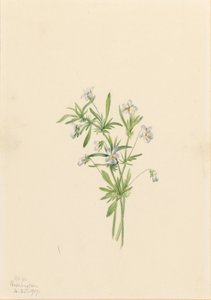 Fiołek polny (Viola rafinesquii) autorstwa Mary Vaux Walcott